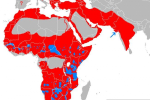 Kde lvi žijí? Kde lvi žijí?